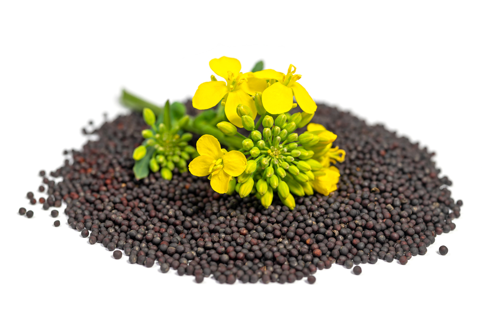 P2525-RMRa Rapeseeds - multi-method pesticides