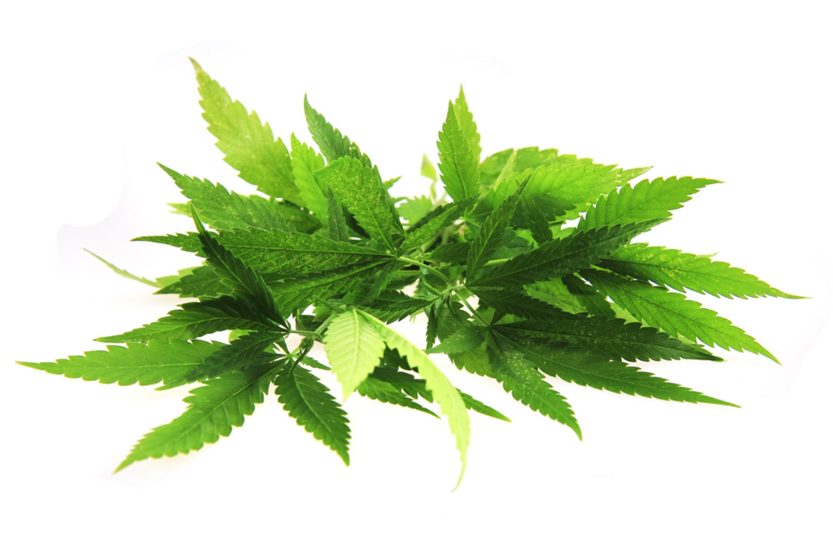 P2624-RT Pesticides in hemp leaves