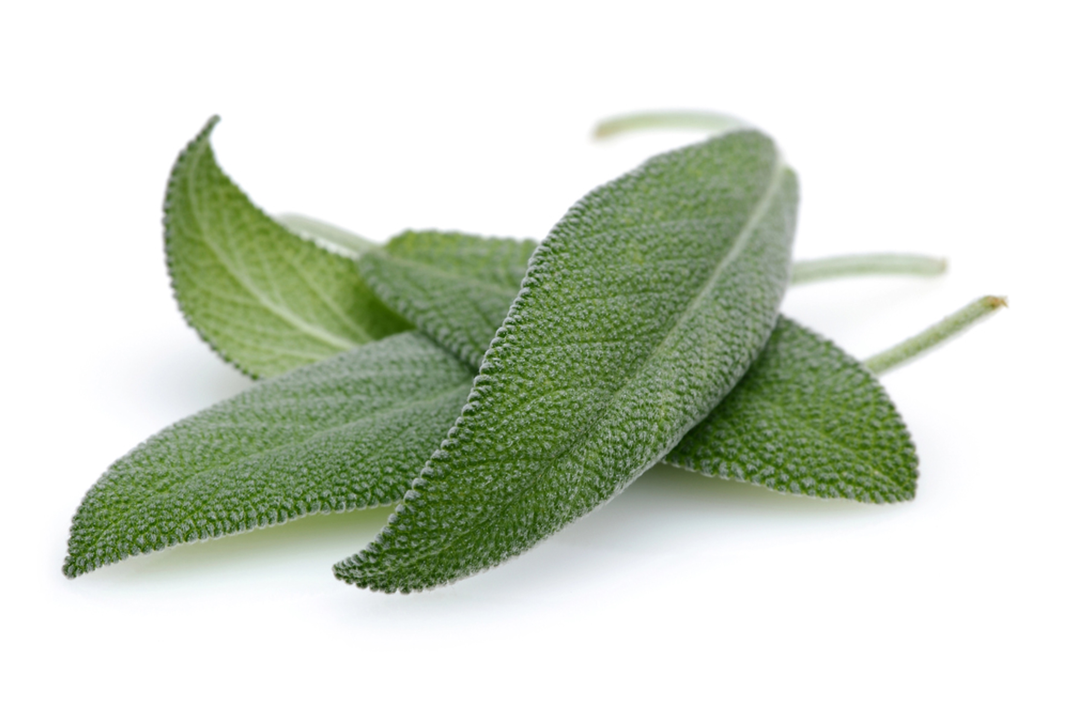 P2609-RMSa Sage - pyrrolizidine alkaloids